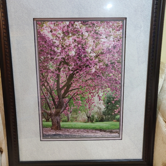 Framed Wall Cherry Blossom Poster 25 in x 31 in - Picture 1 of 4
